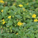 Image Copyright Arbortanics Inc