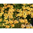Photo Courtesy of Bylands Nurseries Ltd. 