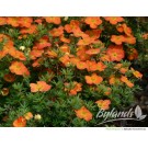 Photo Courtesy of Bylands Nurseries Ltd.