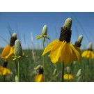 USFWS / Kirsten Brennan - Creative Commons 2.0 - https://flic.kr/p/cpJbDS