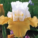 Pumpkin Cheesecake Bearded Iris