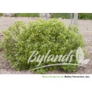 Photo Courtesy of Bylands Nurseries Ltd.