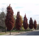 CRIMSON SPIRE® OAK  (high branched for streetscape)  ©photo David Spahn