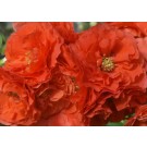 Photo Courtesy of Bailey Nurseries Inc.