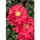 Photo Courtesy of Bailey Nurseries Inc.