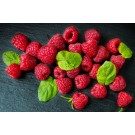 Photo Courtesy of Ball Horticultural Company