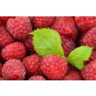 Raspberry - Generic