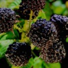 Raspberry, Black Jewel 