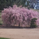 photo© ArborTanics Inc.