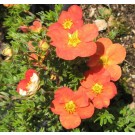 Photo Courtesy of Bron & Sons Nursery