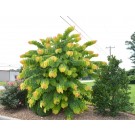 Photo Courtesy of Bailey Nurseries Inc.
