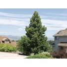 Redmond Linden ©photo ArborTanics Inc.