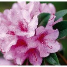 Photo Courtesy of Bailey Nurseries Inc.