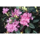 Rhododendron, PJM Elite 