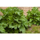 Photo Courtesy of Bailey Nurseries 