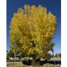 ROBUSTA COTTONWOOD - Fall in Erie, Colorado ©photo ArborTanics Inc.