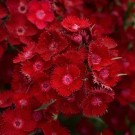 Image courtesy Ball Seed