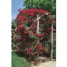 Photo Courtesy of Star® Roses & Plants