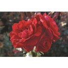 Photo Courtesy of Ball Horticultural Company