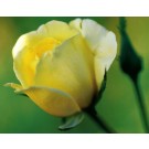 Photo Courtesy of Bailey Nurseries Inc.