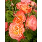 Photo Courtesy of Bailey Nurseries Inc.