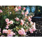 Photo Courtesy of Star® Roses and Plants/Conard-Pyle