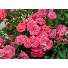Photo Courtesy of Star® Roses and Plants/Conard-Pyle