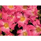 Photo Courtesy of Star® Roses and Plants/Conard-Pyle