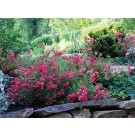 Photo Courtesy of Star® Roses and Plants/Conard-Pyle