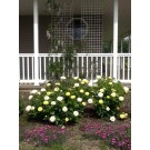 Photo Courtesy of Bailey Nurseries Inc.