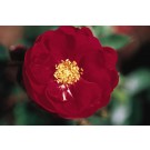 Photo Courtesy of Bailey Nurseries Inc.