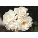 Photo Courtesy of Ball Horticultural Company