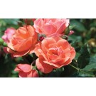 Photo Courtesy of Star® Roses and Plants