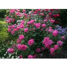 Photo Courtesy of Star® Roses & Plants