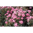 Photo Courtesy of Star® Roses & Plants