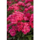 Photo Courtesy of Star® Roses and Plants
