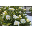 Photo Courtesy of Star® Roses & Plants