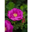 Photo Courtesy of Bailey Nurseries Inc.