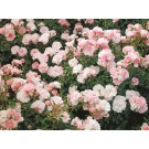 Photo Courtesy of Ball Horticultural Company