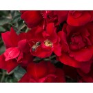 Photo Courtesy of Star® Roses & Plants