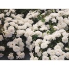 Photo Courtesy of Ball Horticultural Company