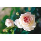 Photo Courtesy of Bailey Nurseries Inc.