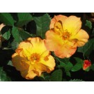 Photo Courtesy of Bailey Nurseries Inc.