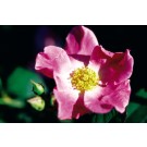 Photo Courtesy of Bailey Nurseries Inc.