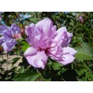 Ardens Rose of Sharon© photo ArborTanics Inc