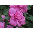 Rose Of Sharon, Double Red (Althea)
