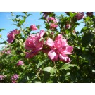 Lucy Rose of Sharon© photo ArborTanics Inc