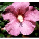 Photo Courtesy of Bailey Nurseries Inc.