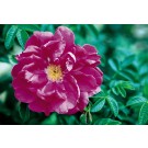 Photo Courtesy of Bailey Nurseries Inc.