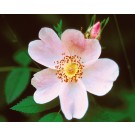 Photo Courtesy of Bailey Nurseries Inc.